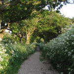 Path thru greenery and flowers